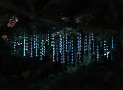 Bioluminescence in the adhesive web of predatory larvae of fungus gnats