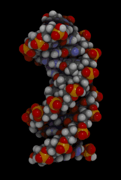 Modèle de l'ADN en forme B