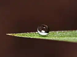Goutte d'eau sur la surface naturellement hydrophobe d'une cuticule végétale.
