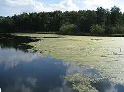 Lac eutrophié.