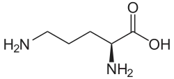 Ornithine