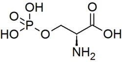 O-Phospho-L-sérine