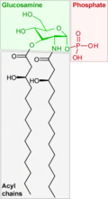 Saccharolipide précurseur du lipopolysaccharide.