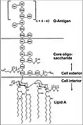 Structure moléculaire générale d’une endotoxine de E. coli O111:B4 (Hep) L-glycérol-D-manno-heptose; (Gal) galactose; (Glc) glucose; (KDO) acide 2-céto-3-déoxyoctonique; (NGa) N-acétyl-galactosamine; (NGc) N-acétyl-glucosamine.