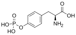O-Phospho-L-tyrosine