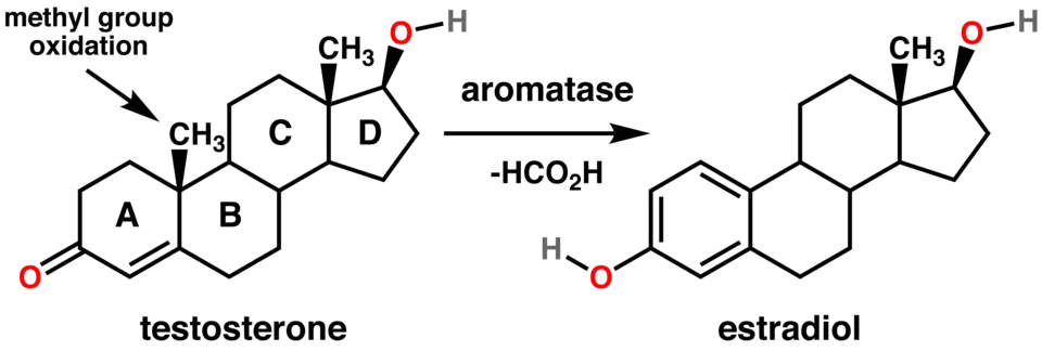 (en) Aromatisation de la testostérone en estradiol par une aromatase.