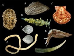 Différents Mollusca.