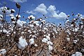 Le coton est formé de longues fibres très pures en cellulose et qui se prêtent bien à la mise en forme.