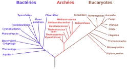 Arbre phylogénétique avec pour branches les relations de parenté entre des groupes d'êtres vivants