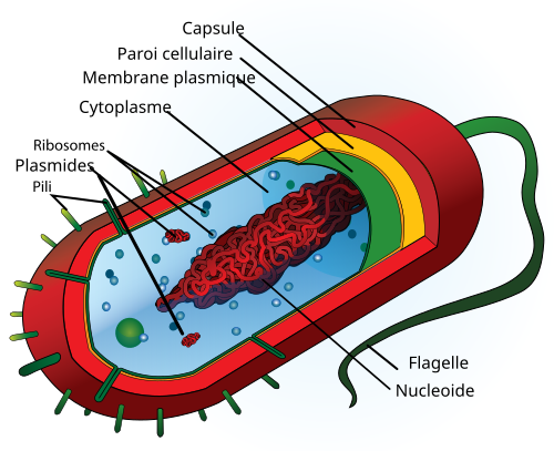 Structure d'un procaryote typique