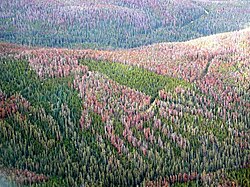 Photographie d'une forêt endommagée par des dendroctone du pin ponderosa.