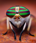 Les yeux composés d'une mouche