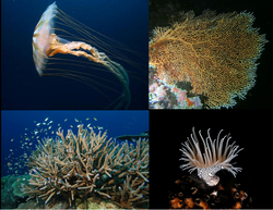 Différents Cnidaria.