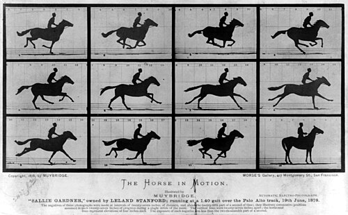 Eadweard Muybridge, Cheval au galop (1878). Démonstration que le cheval au galop ne quitte complètement le sol que lorsque ses jambes postérieures et ses antérieures se rassemblent sous lui (vignettes 2 et 3). Dans ses positions en extension (vignettes 1 et de 4 à 11), il conserve toujours un ou deux pieds en contact avec le sol.