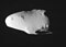 Calypso (lune)