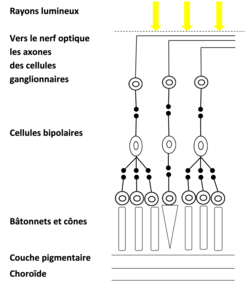 Structure de la rétine dans la zone périphérique