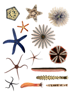 Différents Echinodermata.