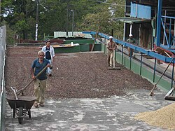 Séchage traditionnel à la main, Panama.