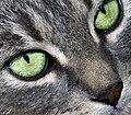 Yeux de chat