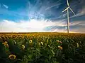 Champ de tournesols et éolienne