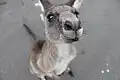 Kangourou