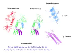 Description de l'image Protein-Struktur.png.