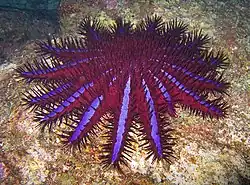 Une étoile de mer avec de très nombreux bras.