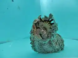 On voit les trois rangées de ventouses sur la face ventrale de cette holothurie ; elle a deux rangées de papilles sur la face dorsale, ce qui fait 5.