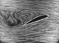 Angle d'incidence « surcritique » ; écoulement turbulent (et effondrement de la portance).
