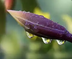 Gouttes d'eau réfractant une petite fleur.