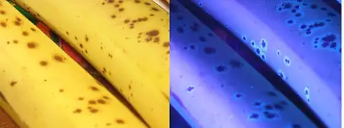 Bananes sous lumière du jour et sous UV.