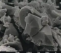 image MEB de discoaster (algue du Pléistocène).
