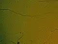 Texture homéotrope.