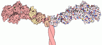 Myosin II