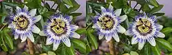 Image stéréoscopique de passiflora caerulea.