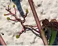 Crampons de Vigne vierge.